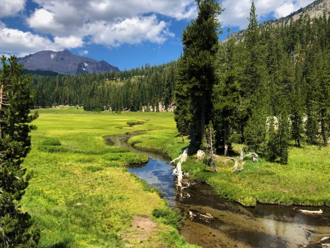 A creek winds through a green meadow in the mountains, with coniferous trees around the edges of the meadow