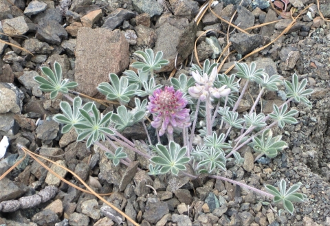 A pink flower in bloom with silvery green leaves sits in rocky soils.