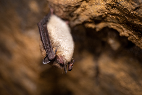Close up of a little brown bat roosting
