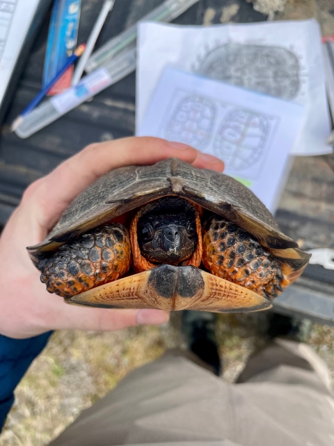 a front view of a turtle as it is being held by a biologist