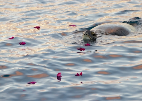 A large turtle swims with its head and back above the water. Floating around it is pink flower petals. 