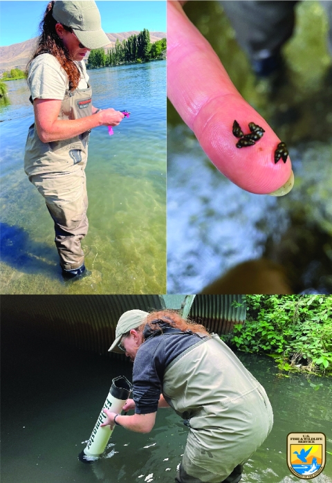 Top left, woman standing in river with waders on taking a water sample. Top right, multiple New Zealand Mud Snails displayed on a fingertip. Bottom, woman standing in river with waders on using an aqua scope