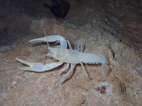 Benton County cave crayfish (Cambarus aculabrum) walking on cave floor