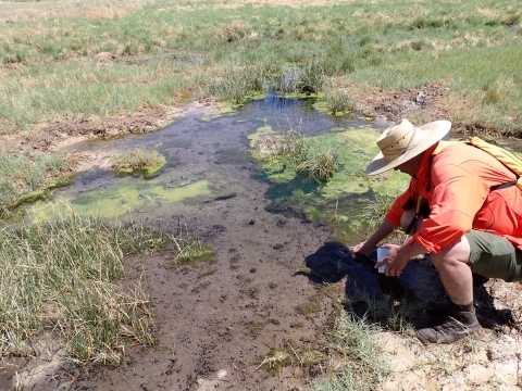 A biologist sampling a pool for groundwater invertebrates
