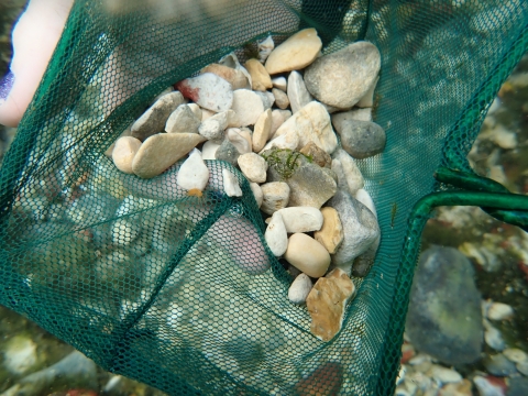 aquarium net with endangered Peck's cave amphipod