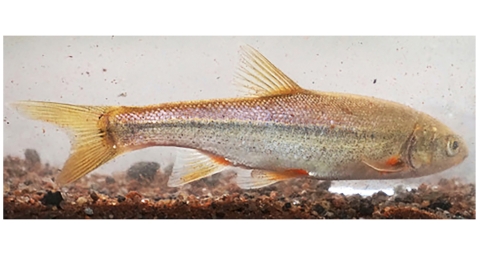 Small fish in water