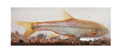 Small fish in water