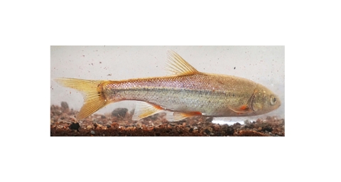 Small fish in water