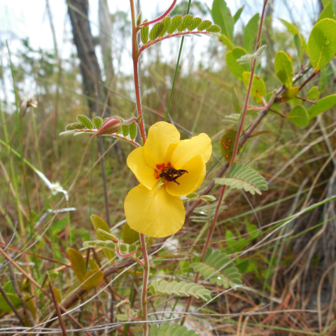 Yellow flower with five petals