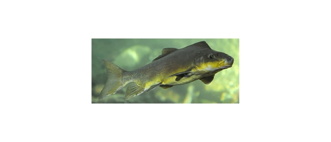 Green humpbacked sucker fish