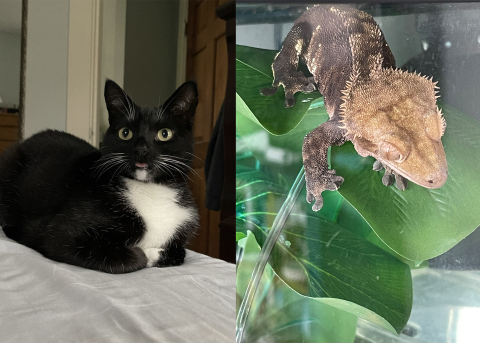 Left. A black tuxedo cat sits on the edge of a bed with its paws tucked beneath its body. It has green eyes and is sticking out its tongue. Right. A brown crested gecko perches on a leaf. 