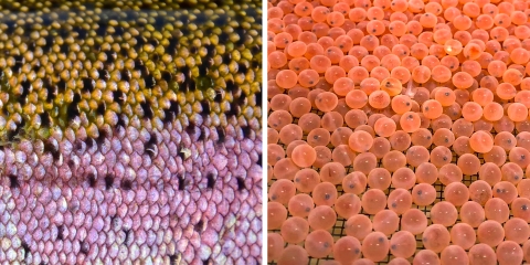 two pics, one on left is a close up of rainbow trout scales, on the right is a close up of salmon eggs