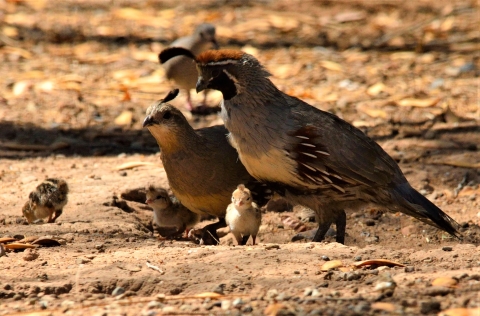 Gambles quail male and female adults with 3 chicks walking on dirt.