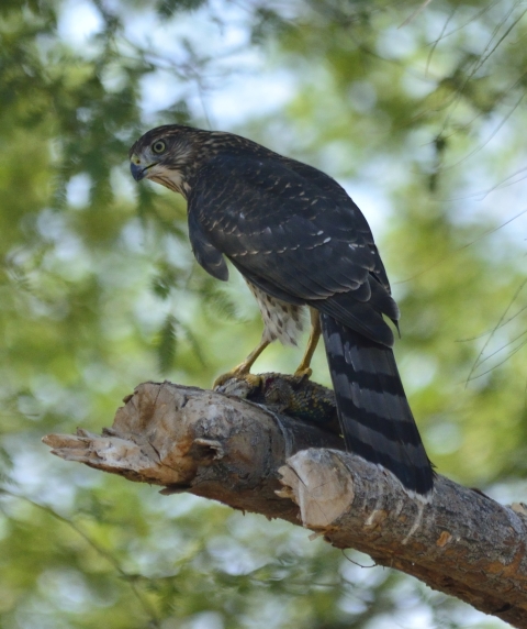 Coopers Hawk sitting on a tree branch with a desert spiny lizard in its claws