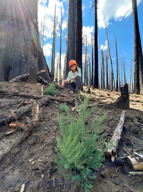 A female biologist kneels in a burned out grove of trees observing a small sequoia sprouting from the ground