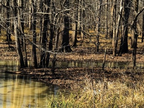 Serene photo of a wetland area with colorful fallen leaves blanketing the ground at Yazoo NWR.