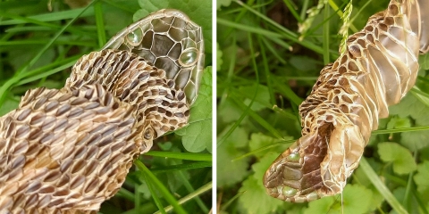two pics of a brown snake skin 