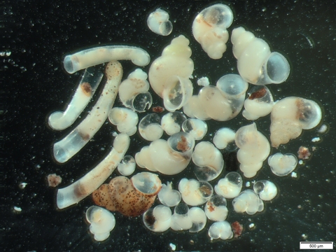 hydrobid snails
