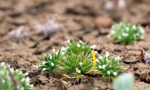 Small spreading ground plant with tiny white flowers.