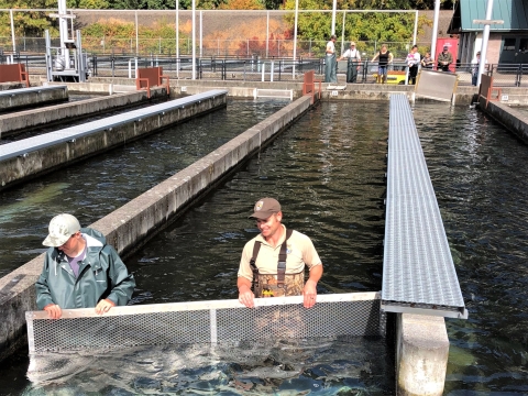 Two employees standing in water guiding fish into a spawning area while people watch from a distance