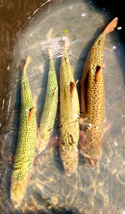 Group of four Lahontan cutthroat trout