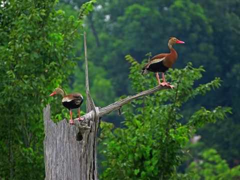 Two Black-bellied Whistling Ducks with red bills and black and brown bodies, perched on a tall tree stump in the forest.