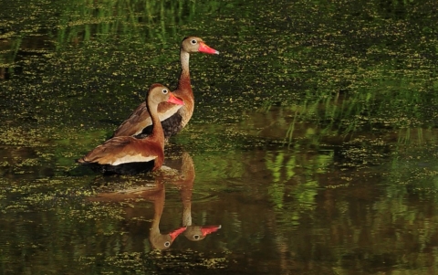 The back of a Roseate Spoonbill standing on a tree in the water, appearing to prepare for flight.