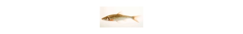 Small fish in water