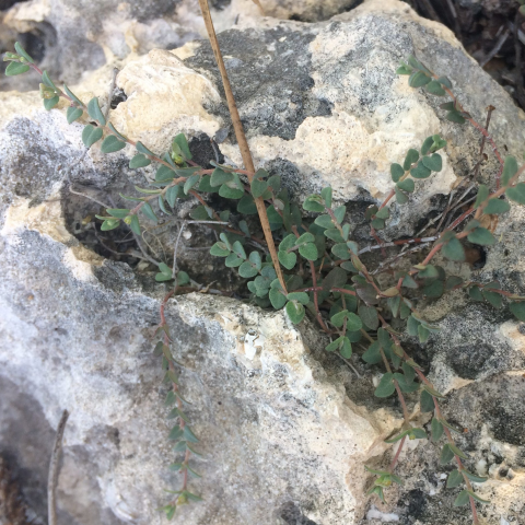 vine plant with green leaves growing on rock crevice