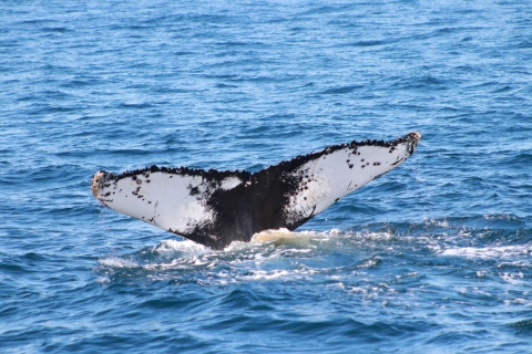 a white and gray whale fin emerging from the ocean