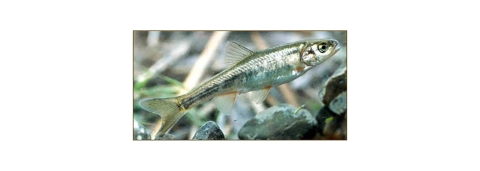 Small silver-colored fish in water