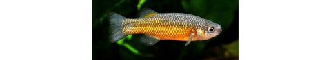Small gold-orange colored fish in water