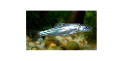 Small silver-colored fish in water