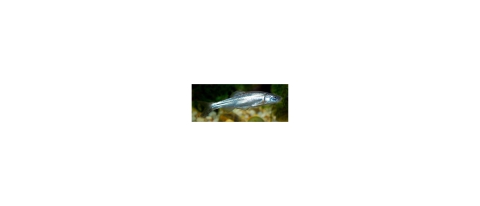 Small silver-colored fish in water