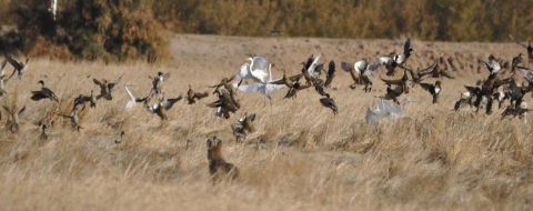 Waterfowl being flushed out of a pond with tall grass by a coyote 