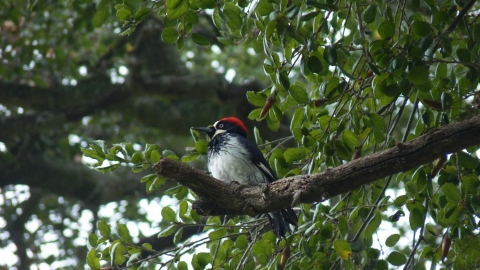 a black and white woodpecker with a red crown sits in a coast live oak tree