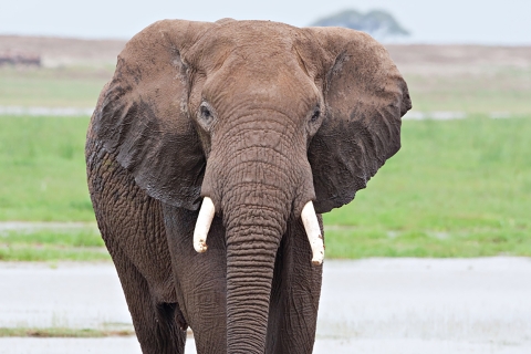 African elephant in a savannah and looking straight at the camera