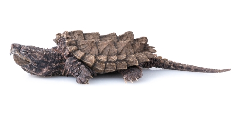 Full shot of an alligator snapping turtle on white background