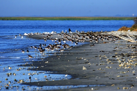 At the beach at Wolf Island filled with birds picking at the beach sand and the water.