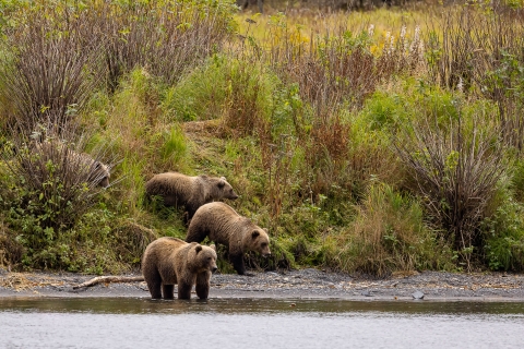 a kodiak brown bear sow with three large cubs stand on the banks of a lake