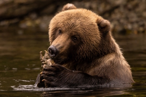 a bear holding a moldy salmon in the water