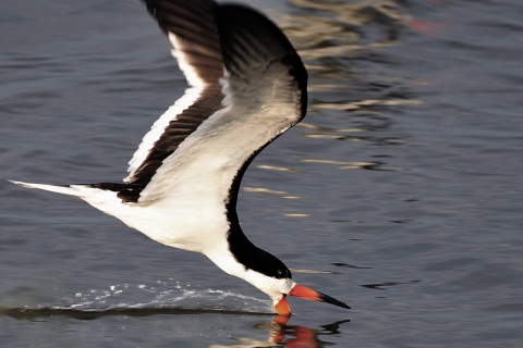 A Black Skimmer flying at the top of the water scooping up food with it's beak.