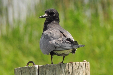 Black Tern