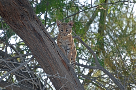 Bobcat kitten in a tree