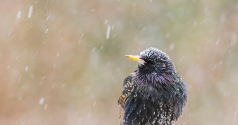 A purple-ish black bird with white speckles 