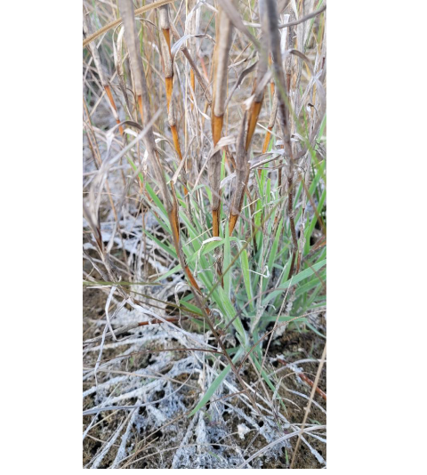 Grass with orange nods visible shooting up from the ground