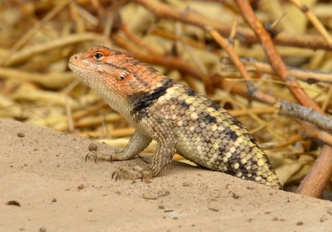 Female desert spiny lizard climbing onto a cement slab