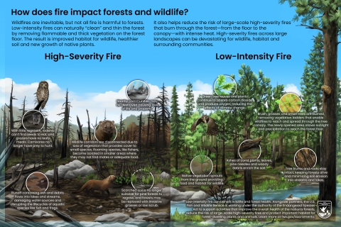 How does fire impact forests and wildlife? Wildfires are inevitable, but not all fire is harmful to forests. Low-intensity fires can naturally clean and thin the forest by removing flammable and thick vegetation on the forest floor. The result is improved habitat for wildlife, healthier soil and new growth of native plants. It also helps reduce the risk of large scale high severity fires that burn through the forest, from the floor to the canopy, with intense heat. High severity fires across large landscapes can be devastating for wildlife, habitat and surrounding communities. Artwork depicts forest habitat burned with high severity on the left, and forest habitat burned at low intensity on the right. On the high severity side, the landscape is ashy and muddy with standing and fallen trees that have been completely burned. A weasel-like fisher wanders looking lost next to a muddy stream, and an owl perches on a snag. With little regrowth, rodents can't find seeds to eat, and grazers have no leafy meals. Carnivores no longer have prey to hunt. Nearby communities may be destroyed causing loss of life and property. Wildlife corridors are disconnected due to loss of vegetation that provides cover to small species. Roaming species like fishers become isolated in smaller areas where they may not find mates or adequate food. Runoff containing ash and debris flows into lakes and streams, damaging water sources and disrupting the lifecycles of aquatic species like fish and frogs. Scorched soil is no longer suitable for pine forests to regrow and forests may be replaced with invasive grasses or low scrub. On the low intensity side, trees are healthy and green though they have surface burn low on their trunks. Most of the low growing shrubs have been burned away but grasses and other small plants are returning. An owl is flying with a mouse in its beak, and a fisher peeks out from a tree hollow. A frog is perched near the stream. Green tree leaves and plants continue to absorb carbon dioxide and produce oxygen, reducing the effects of climate change. Brush, grasses and small trees are burned, removing vegetation ladders that enable wildfires to reach and spread through the tree canopy. The newly opened area allows sunlight and precipitation to reach the forest floor. Ashes of burnt plants, leaves, pine needles and woody debris enrich the soil. Native vegetation sprouts from the ground providing food and habitat for wildlife. Tree trunks and roots stay intact, keeping forests alive and minimizing soil erosion into streams and lakes. Low intensity fire can benefit wildlife and forest health. Alongside partners, the U S Fish and Wildlife Service is working under the authority of the endangered species act to support activities that improve the overall health of the nation's forests, reduce the risk of large scale high severity fires, and protect important habitat for forest dwelling plants and animals. Learn more at fws.gov/sacramento.. 