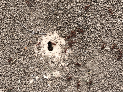 ants scurry near hole