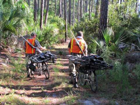 Hunters walking a trail with their gear on bicycles at Wassaw NWR